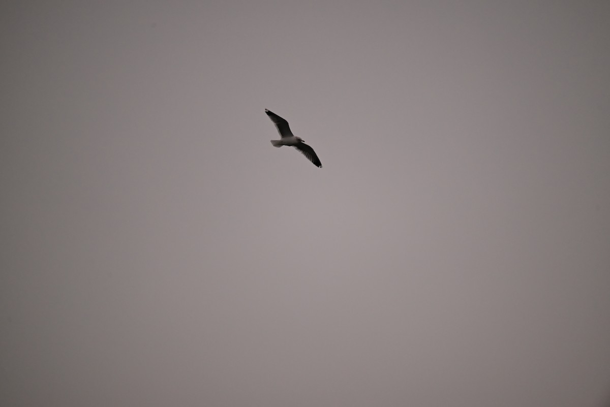 gull sp. - ML649254976