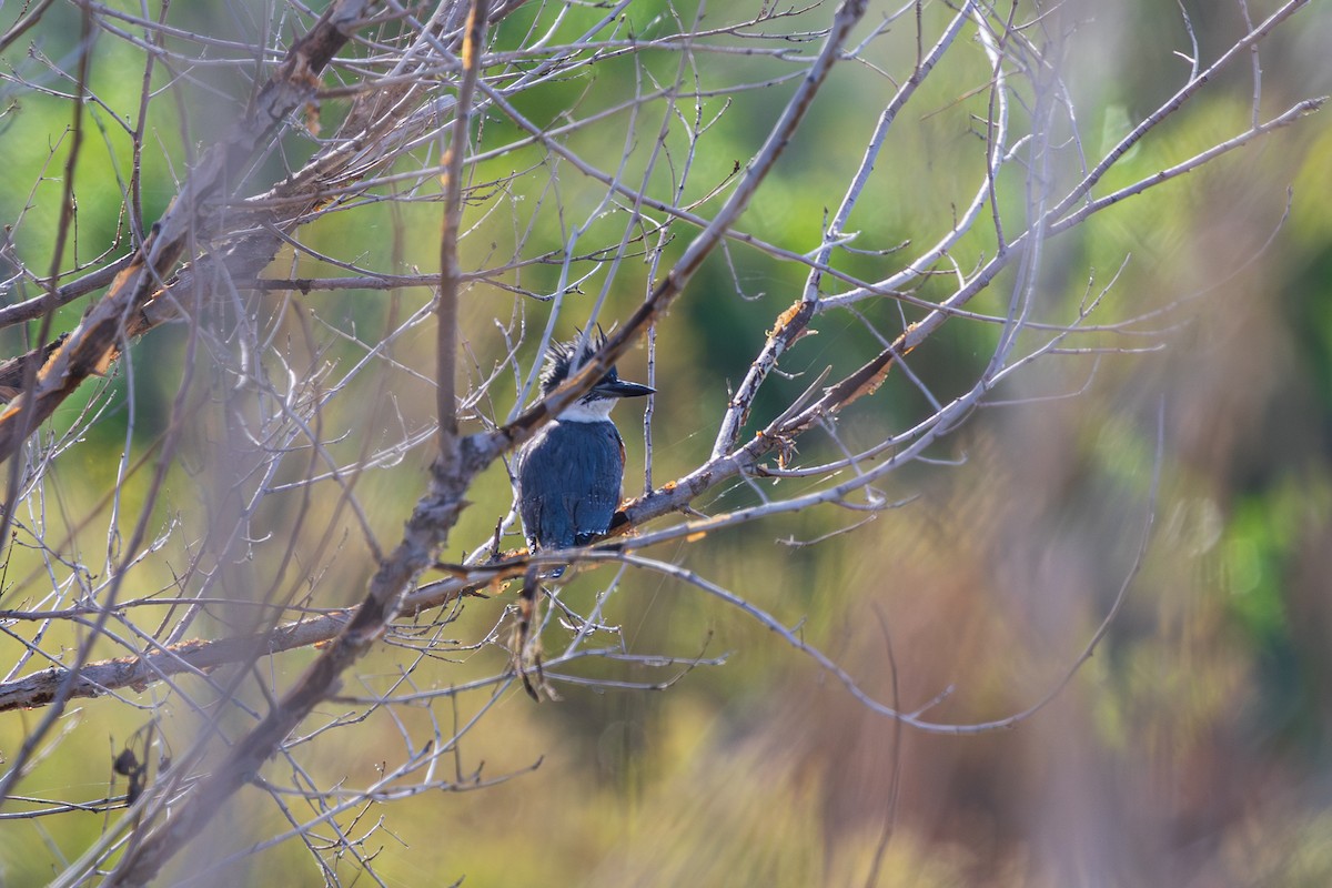 rybařík pruhoprsý - ML649254998