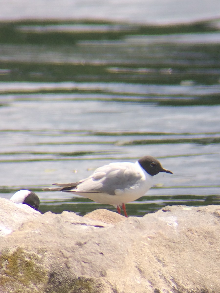 Mouette de Bonaparte - ML64925501