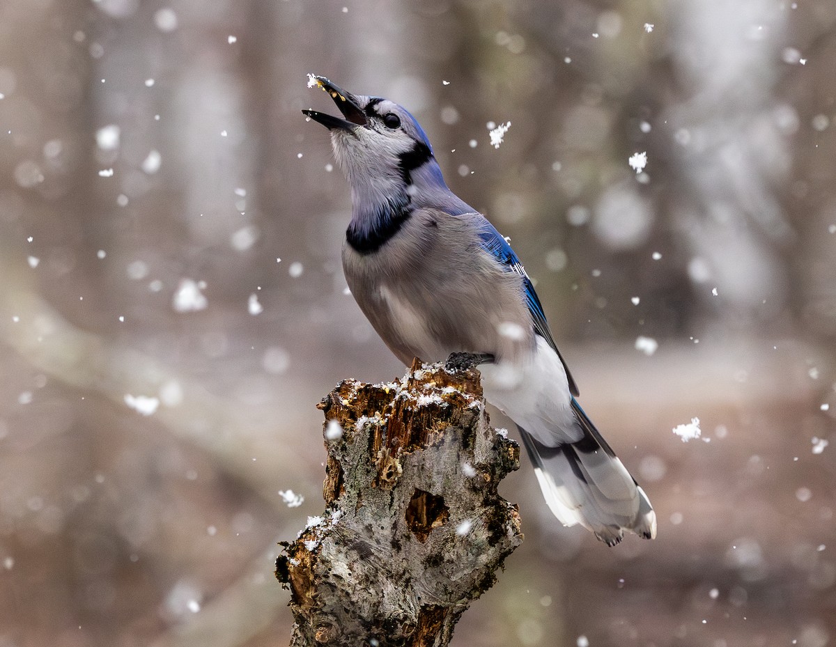 Chara Azul - ML649255046