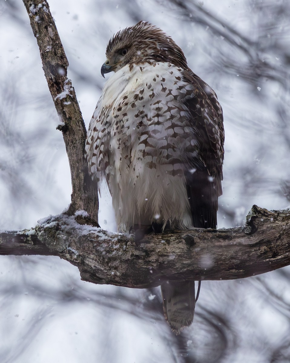 Busardo Colirrojo - ML649255096