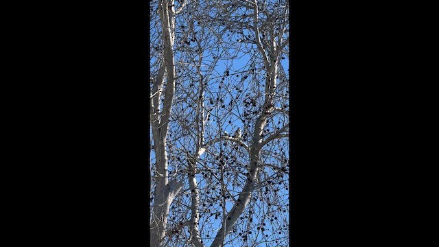 American Kestrel - ML649255147