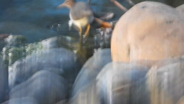 Piro piro macchiato - ML649255197