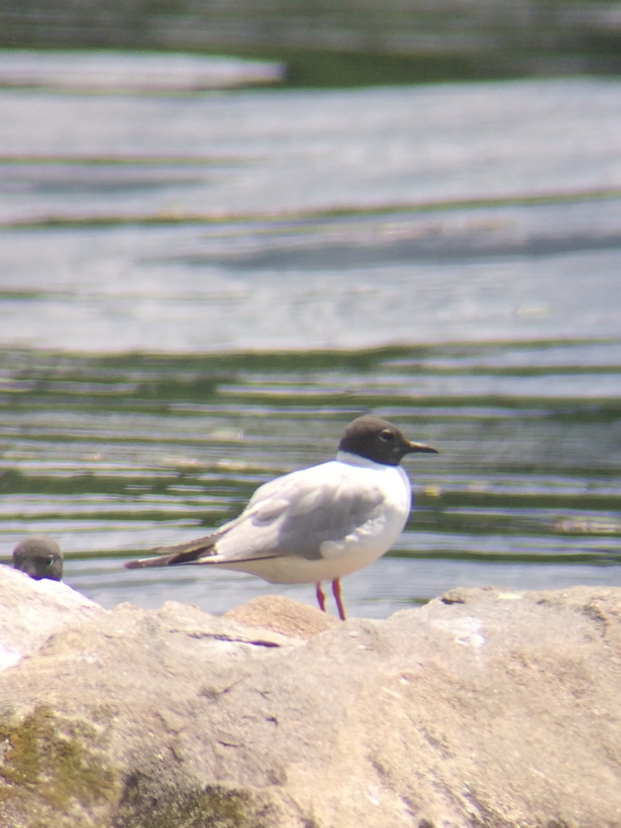 Bonaparte's Gull - ML64925521