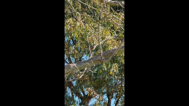 Vermilion Flycatcher - ML649255277