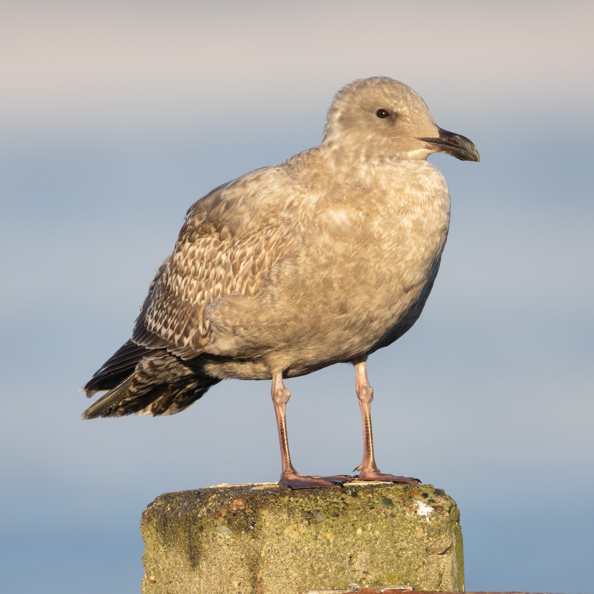 gull sp. - ML649255284