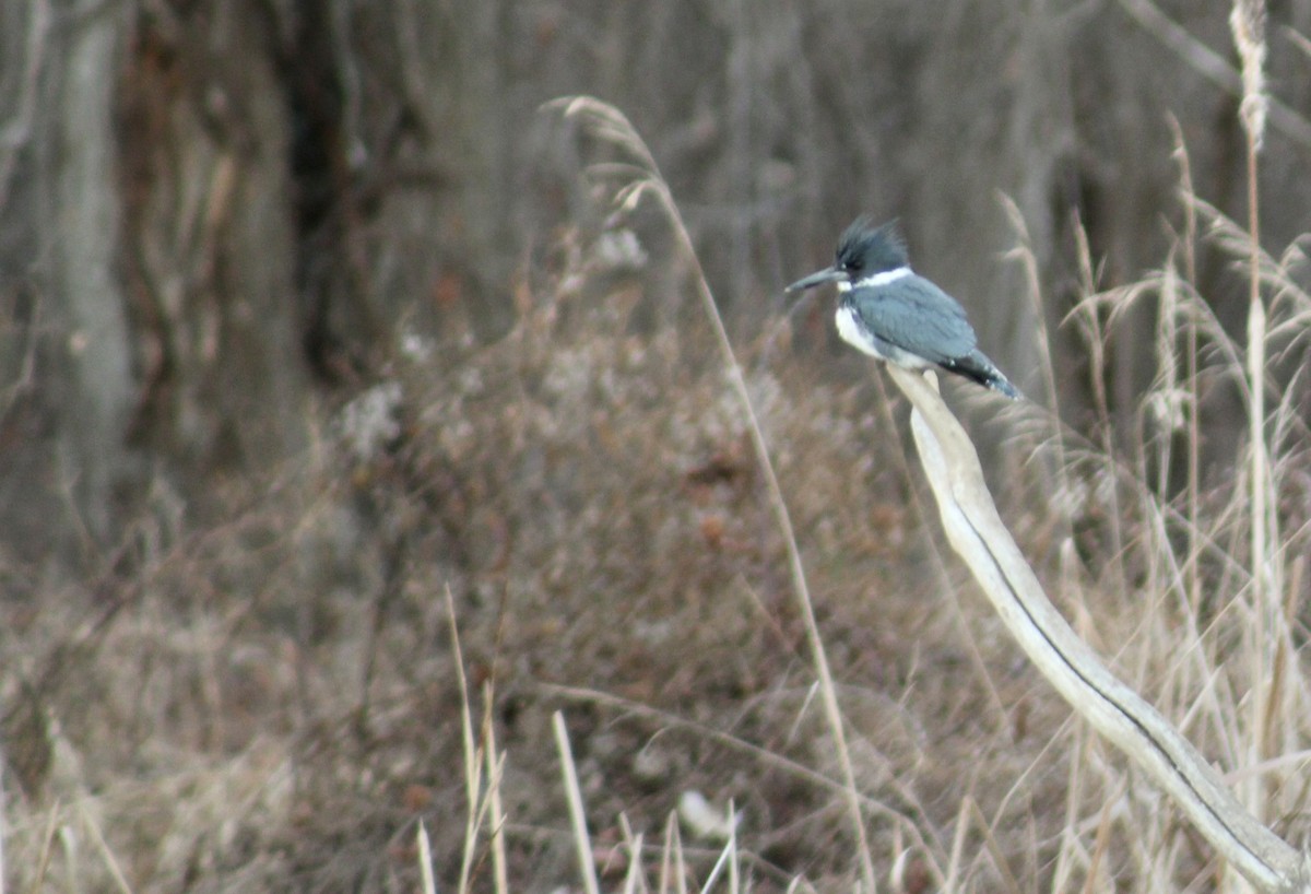 rybařík pruhoprsý - ML649255303