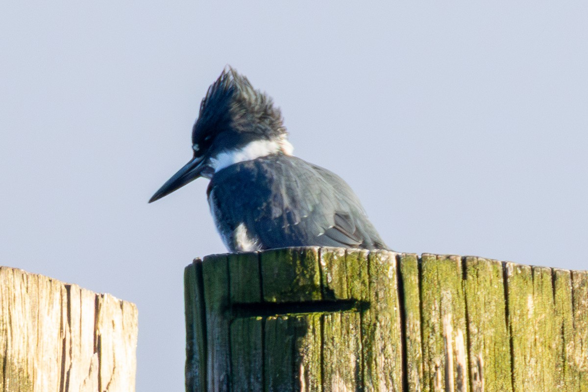 rybařík pruhoprsý - ML649255338