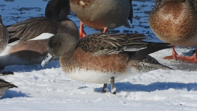 Fischione americano - ML649255398