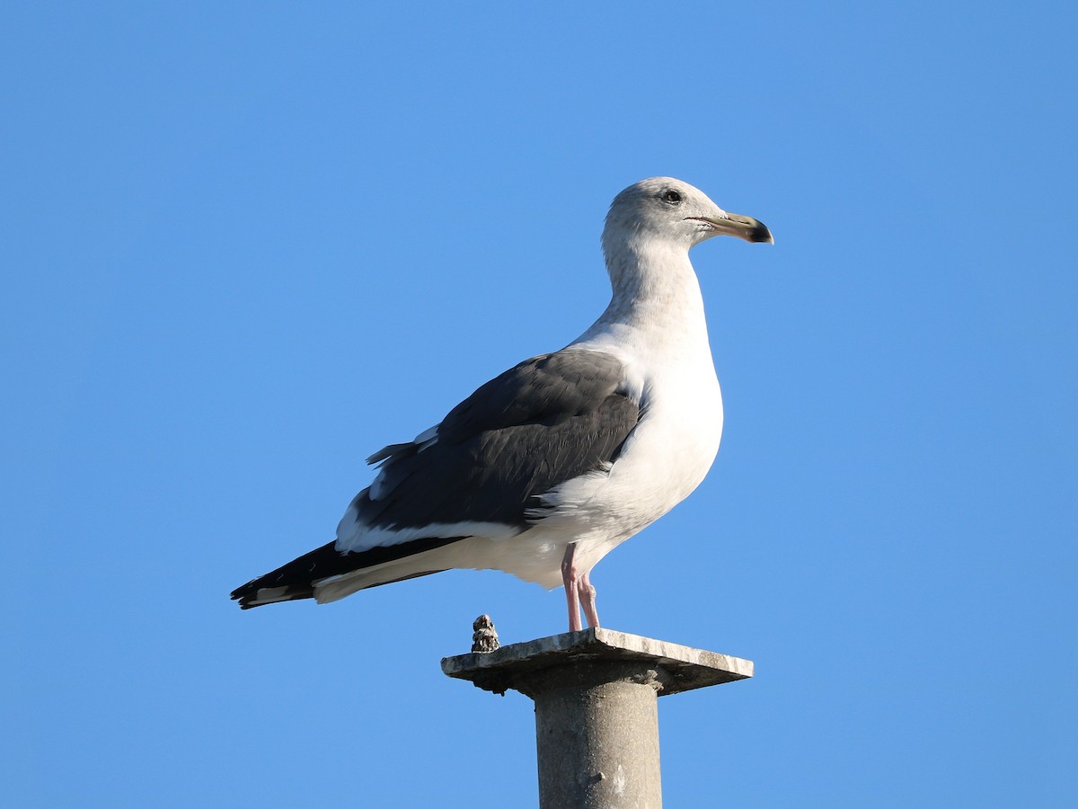 Western Gull - ML649255406