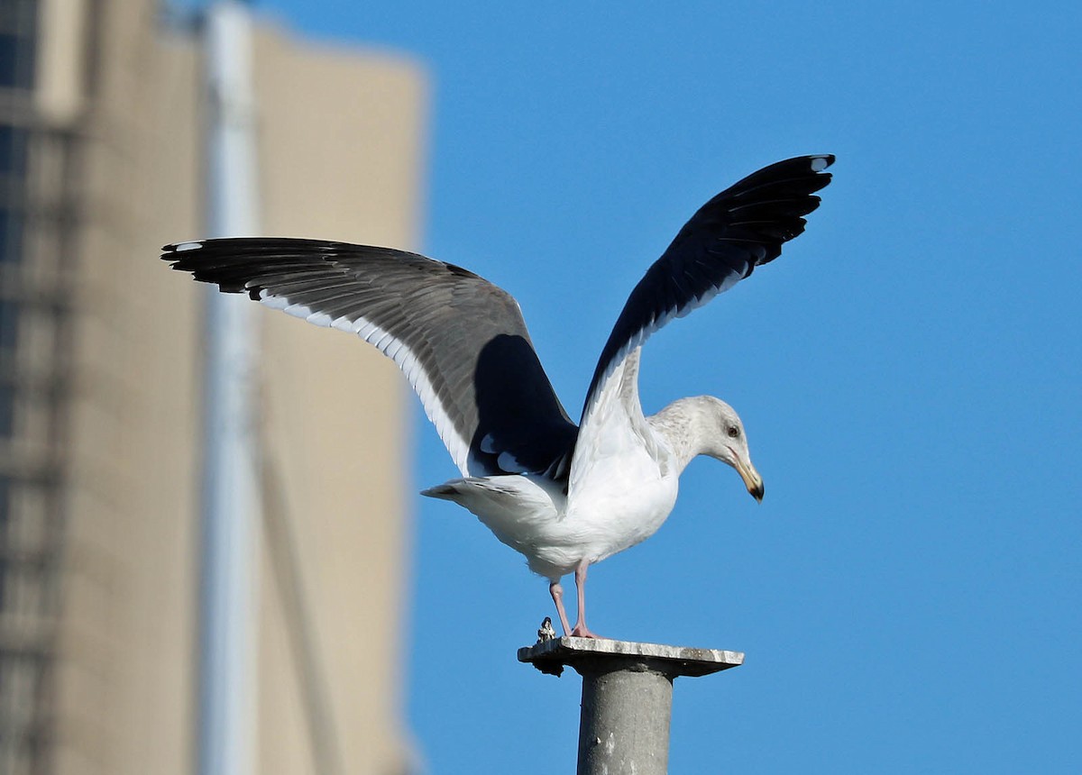 Western Gull - ML649255413