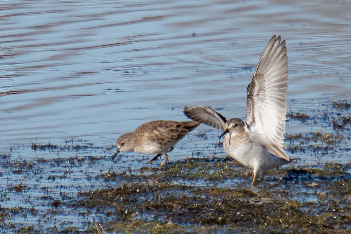 Побережник-крихітка - ML649255527