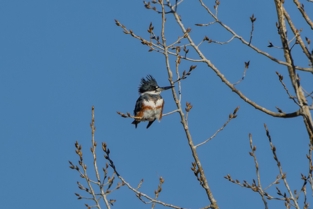 rybařík pruhoprsý - ML649255532