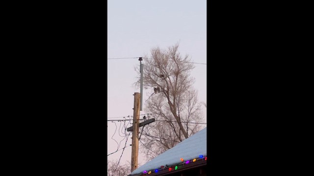 Bald Eagle - ML649255553