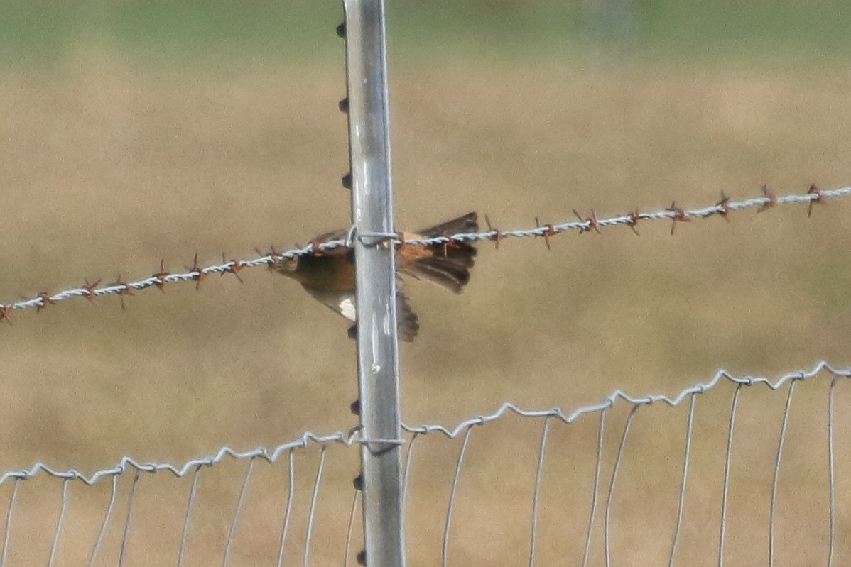 Say's Phoebe - ML649255818