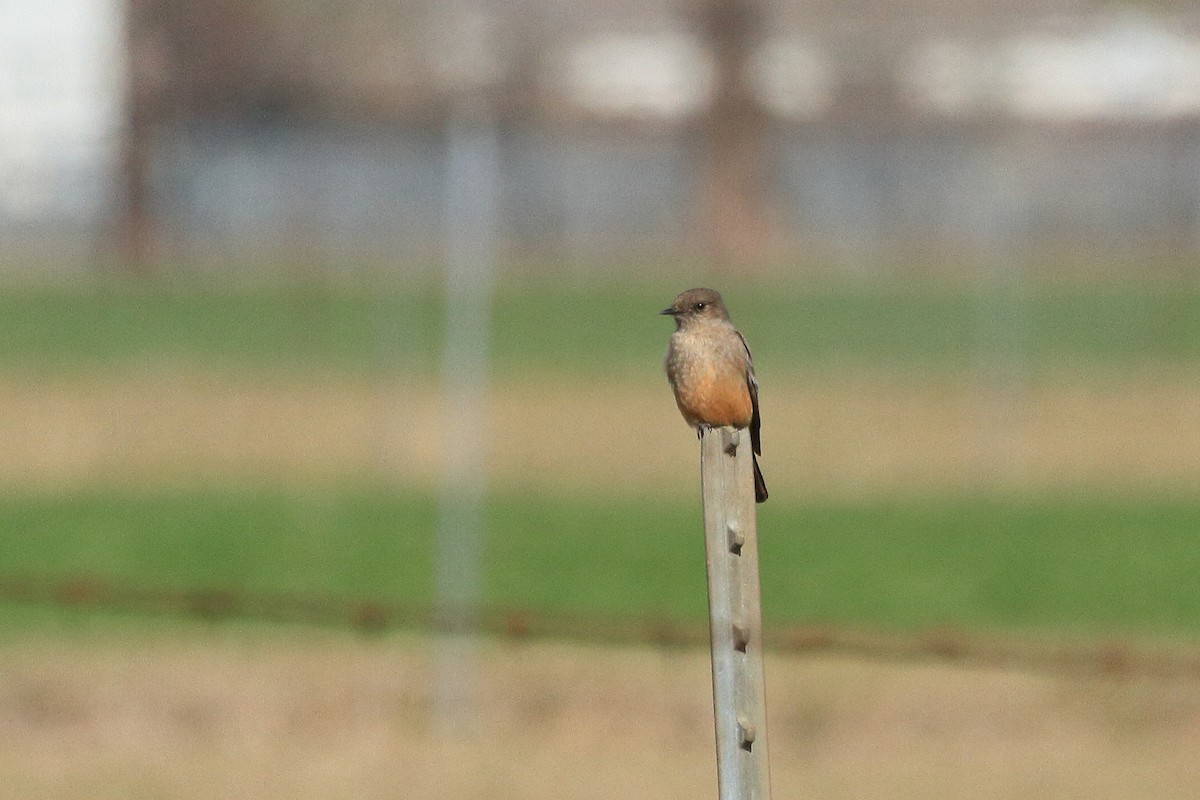 Say's Phoebe - ML649255819