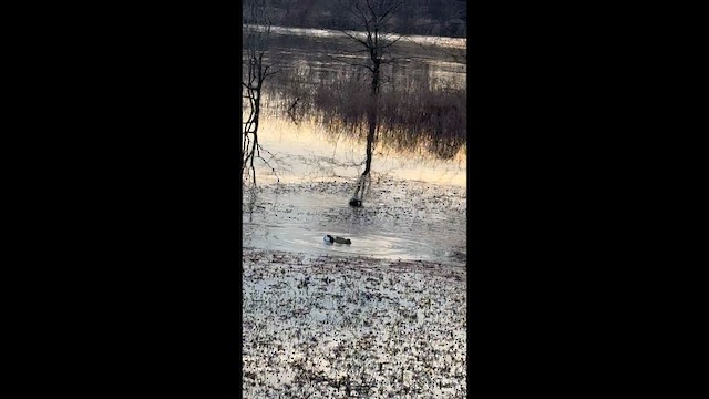 skjeand - ML649255860