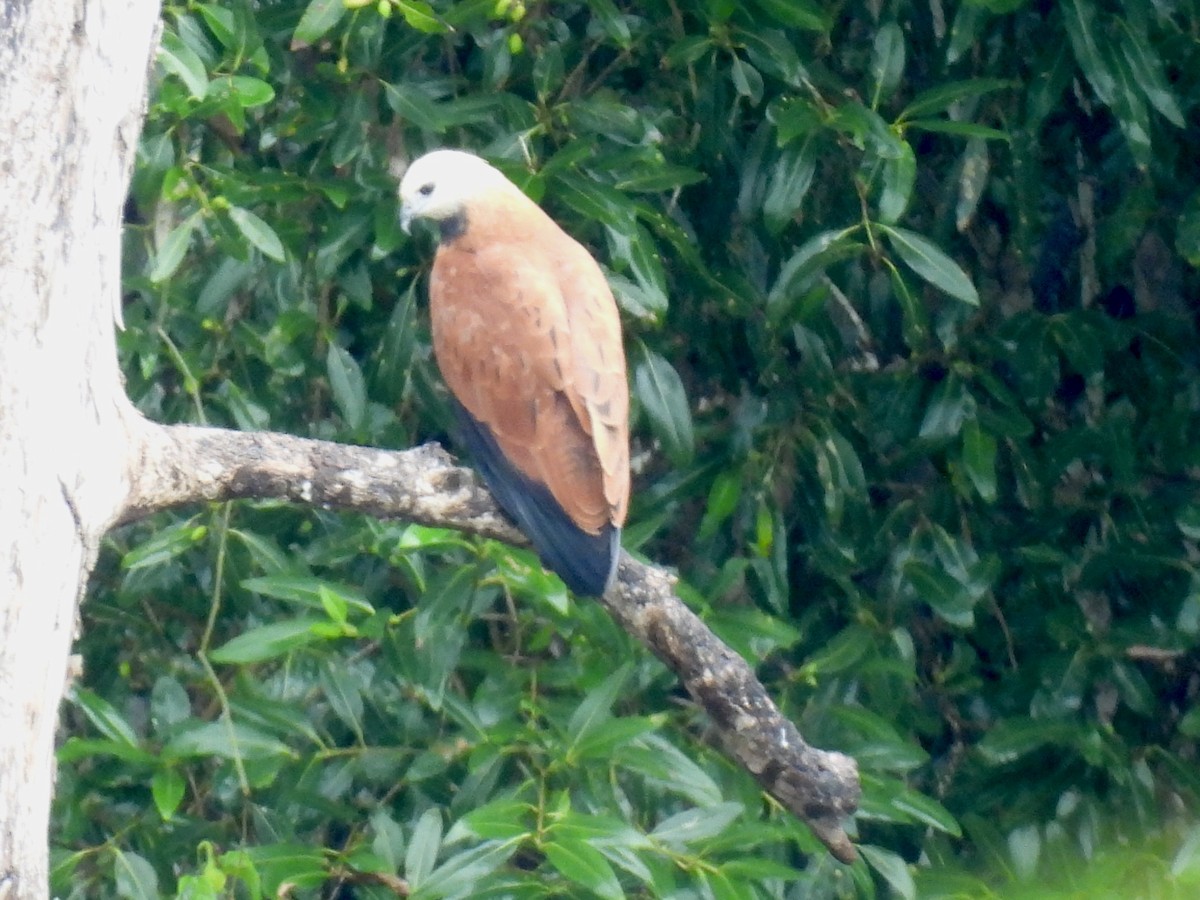 Black-collared Hawk - ML649255862