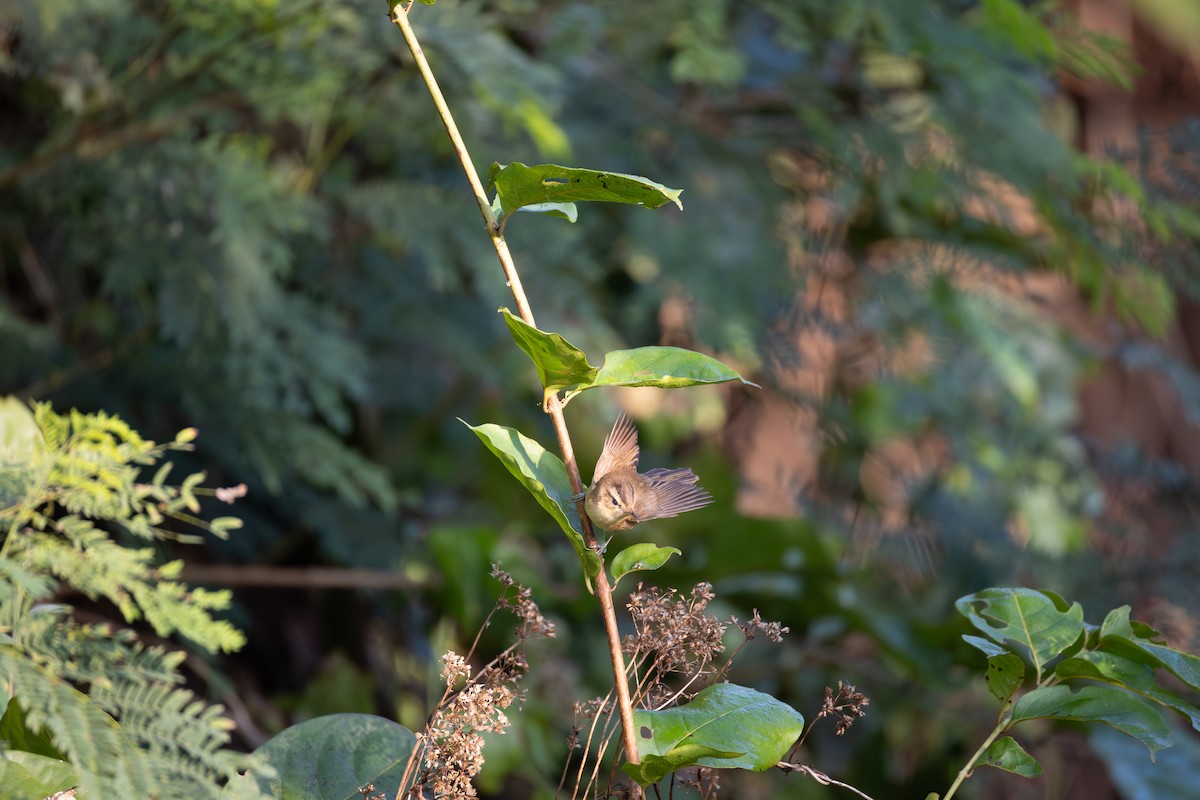 Очеретянка чорноброва - ML649255910