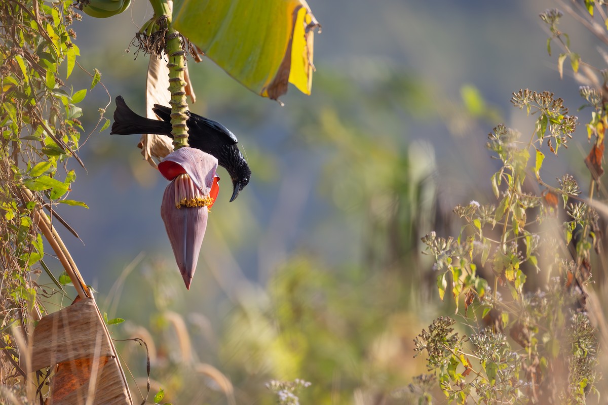 Дронго лірохвостий - ML649255944