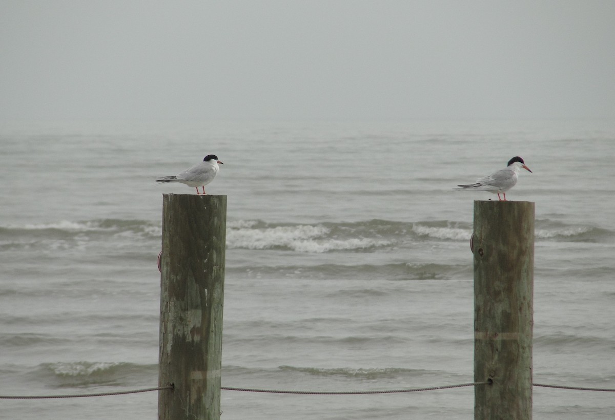 Forster's Tern - ML649255952