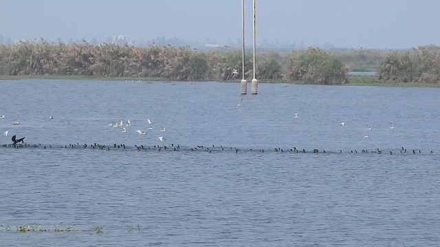 Little Cormorant - ML649256093