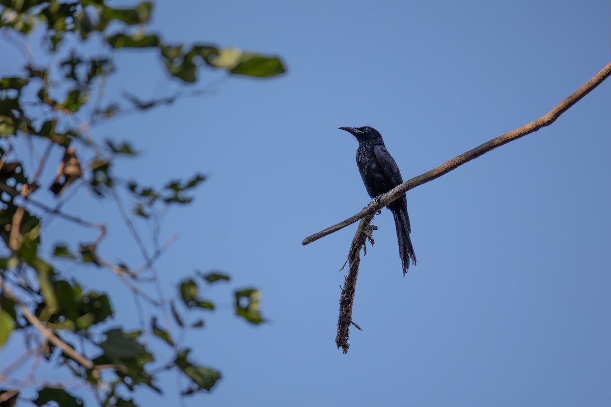 Дронго лірохвостий - ML649256168