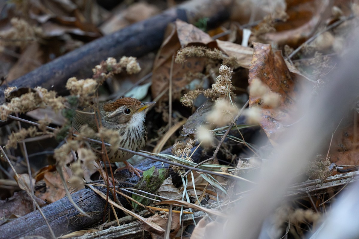 Баблер рудоголовий - ML649256194