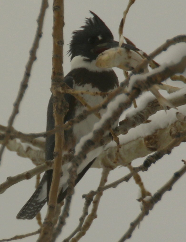 rybařík pruhoprsý - ML649256267