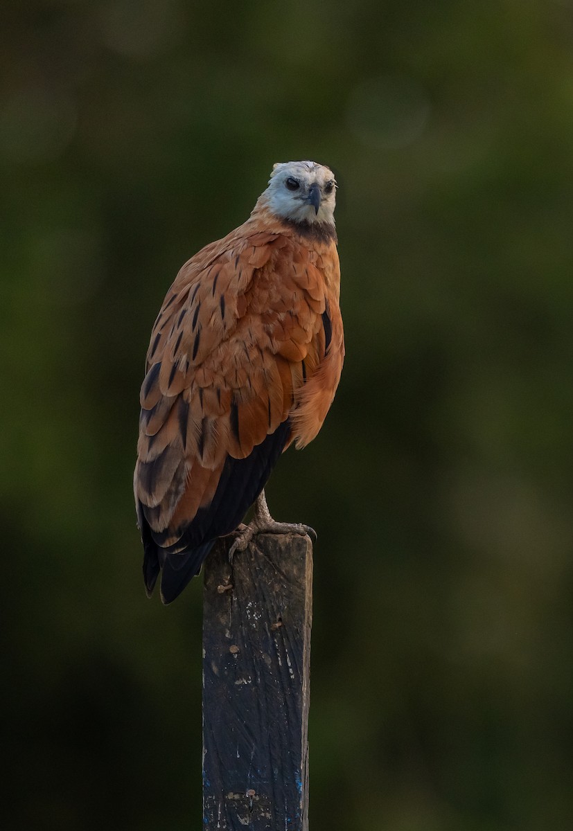 Black-collared Hawk - ML649256308
