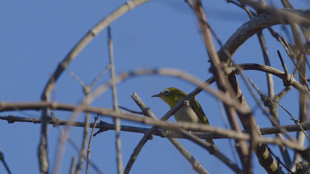 Swinhoe's White-eye - ML649256345