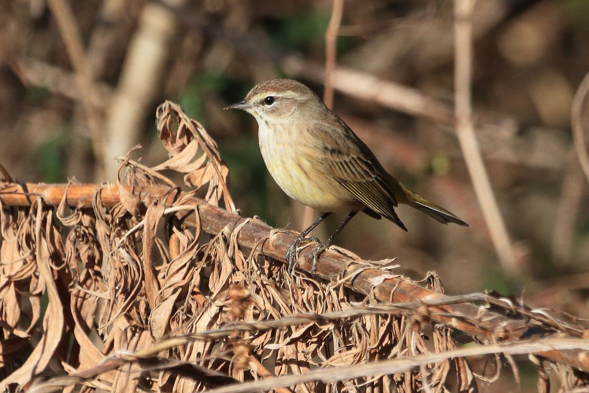 Palm Warbler - ML649256554