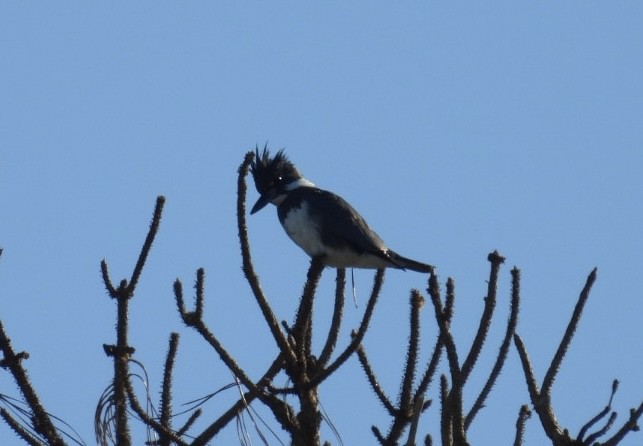 rybařík pruhoprsý - ML649256557