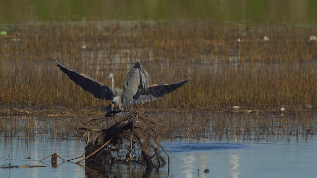 Great Blue Heron (Great Blue) - ML649256584