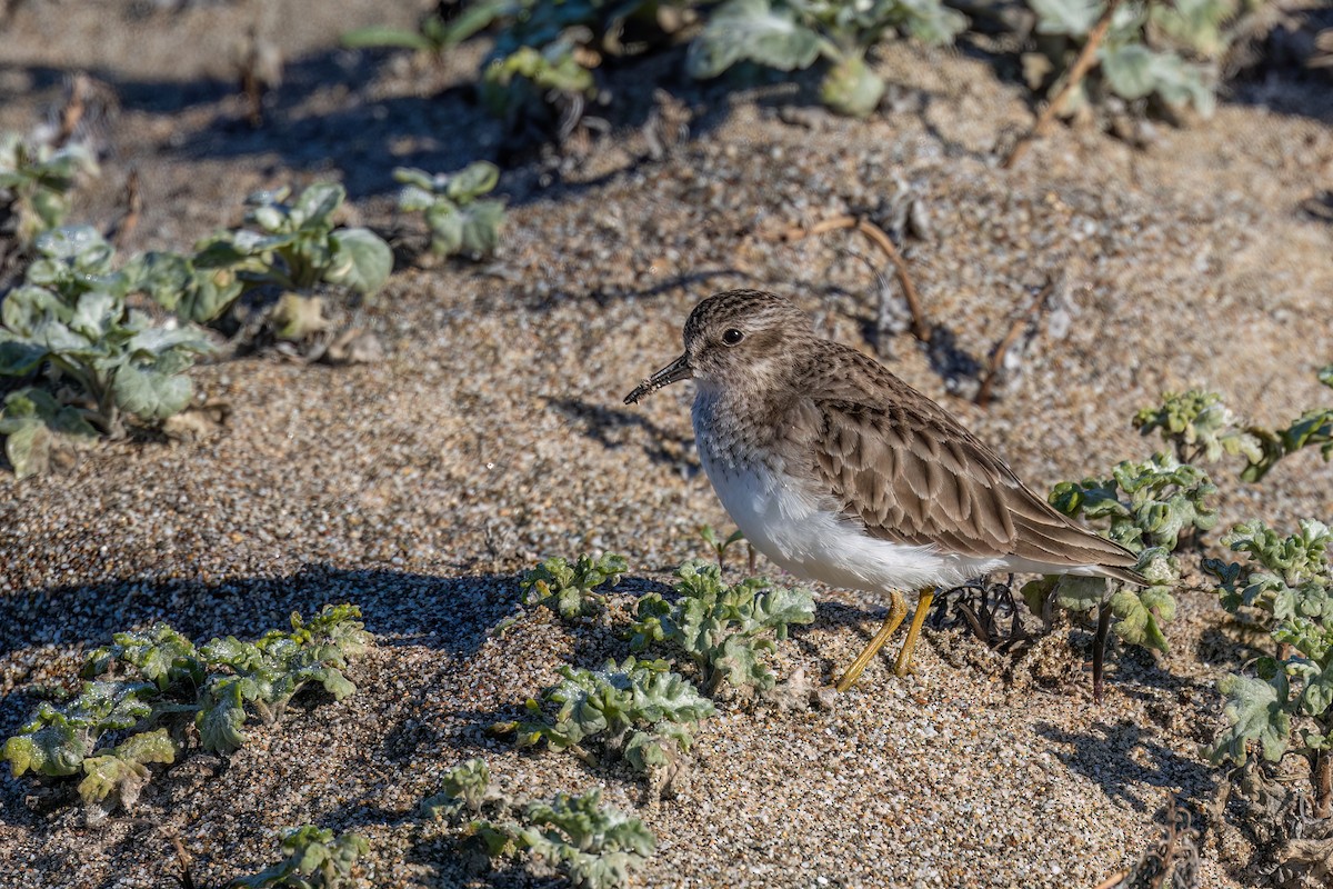 Побережник-крихітка - ML649256803
