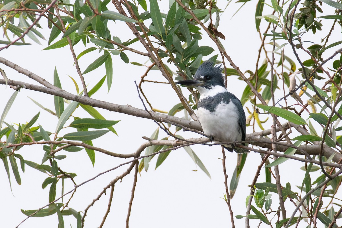 rybařík pruhoprsý - ML649256825