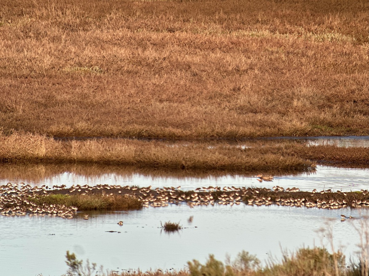 Побережник-крихітка - ML649256840