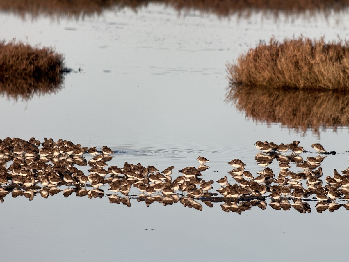 Побережник-крихітка - ML649256841