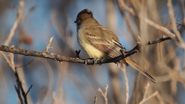 Nutting's Flycatcher - ML649256910