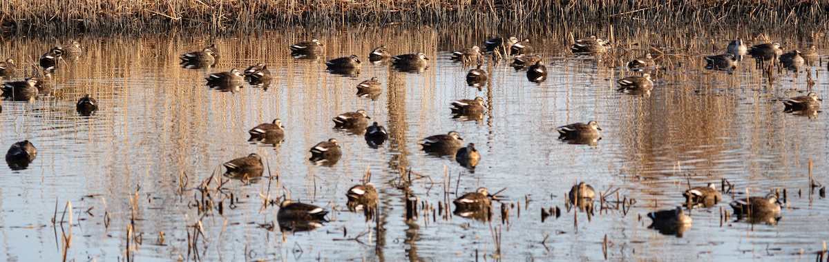 Eastern Spot-billed Duck - ML649256912