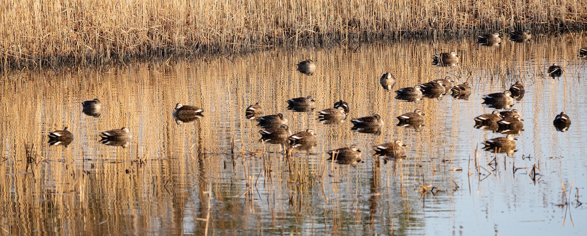 Eastern Spot-billed Duck - ML649256917