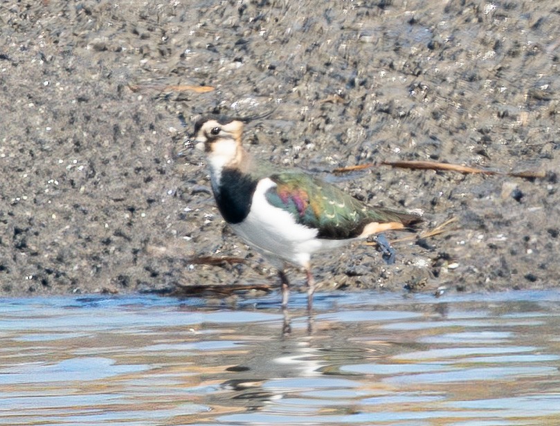 Northern Lapwing - ML649256947