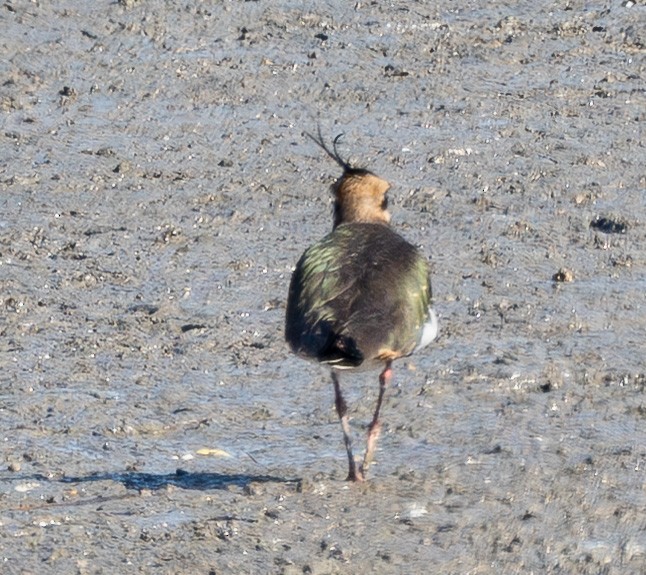 Northern Lapwing - ML649256949