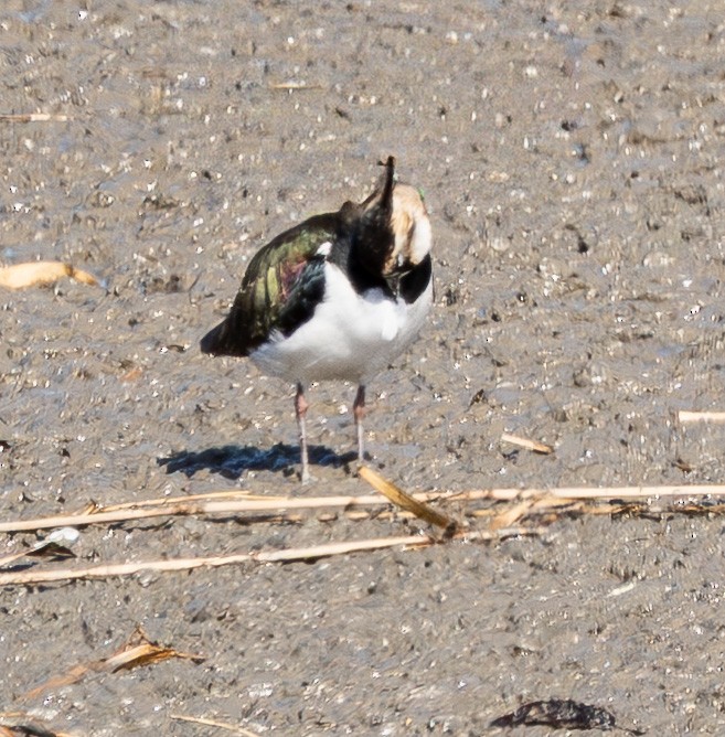 Northern Lapwing - ML649256956