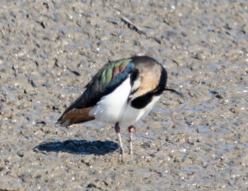 Northern Lapwing - ML649256988