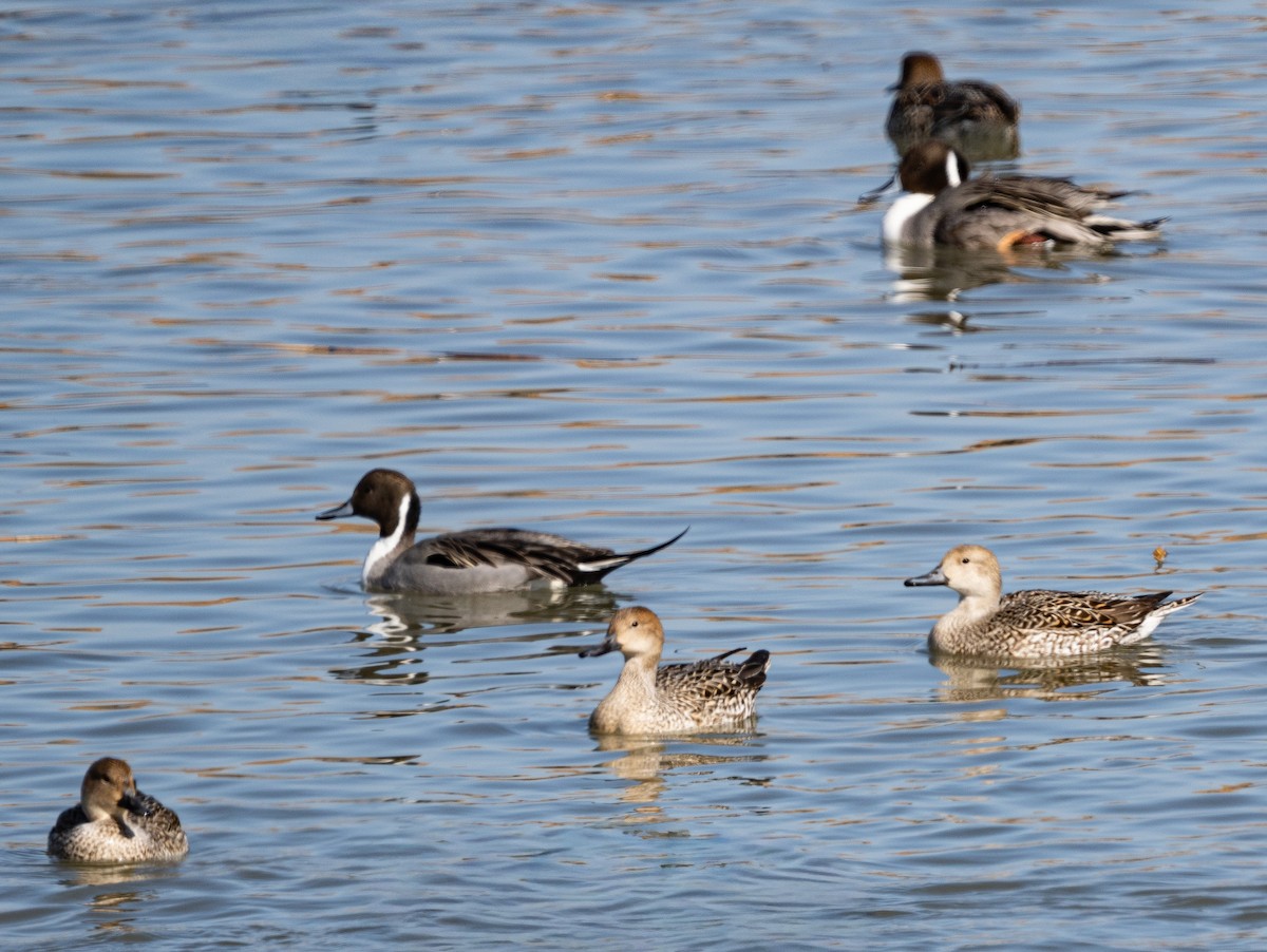 Northern Pintail - ML649257005