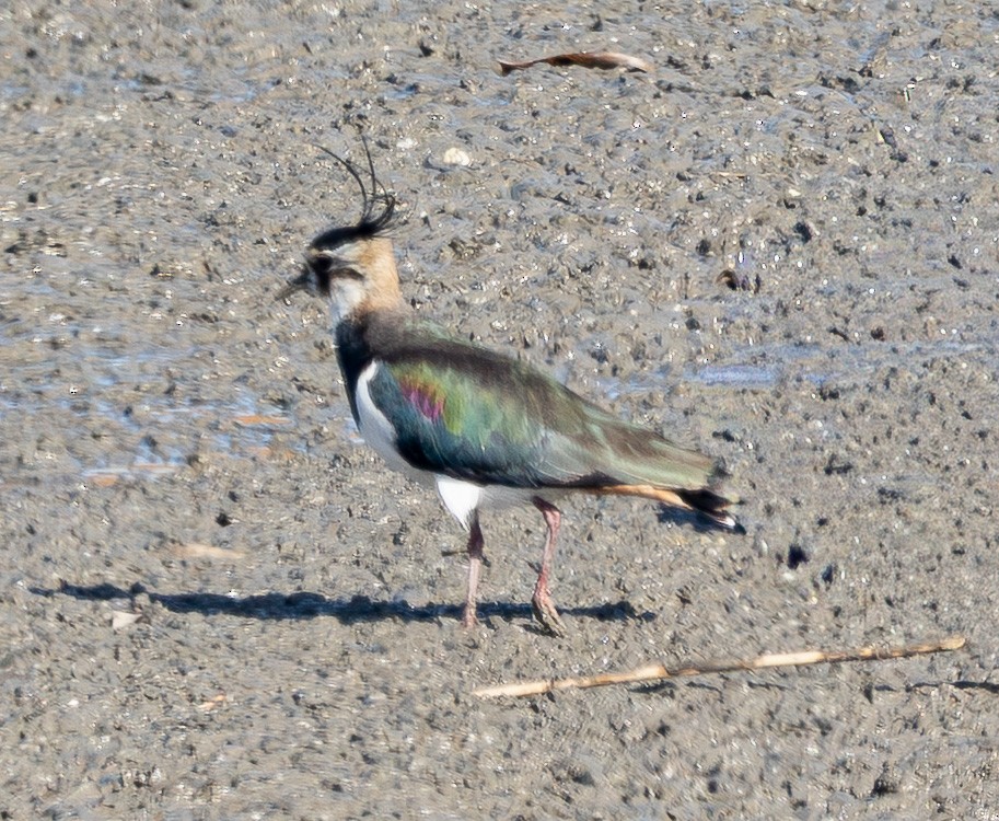 Northern Lapwing - ML649257035