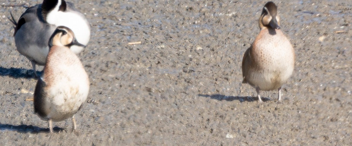 Baikal Teal - ML649257051