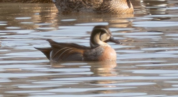 Baikal Teal - ML649257054