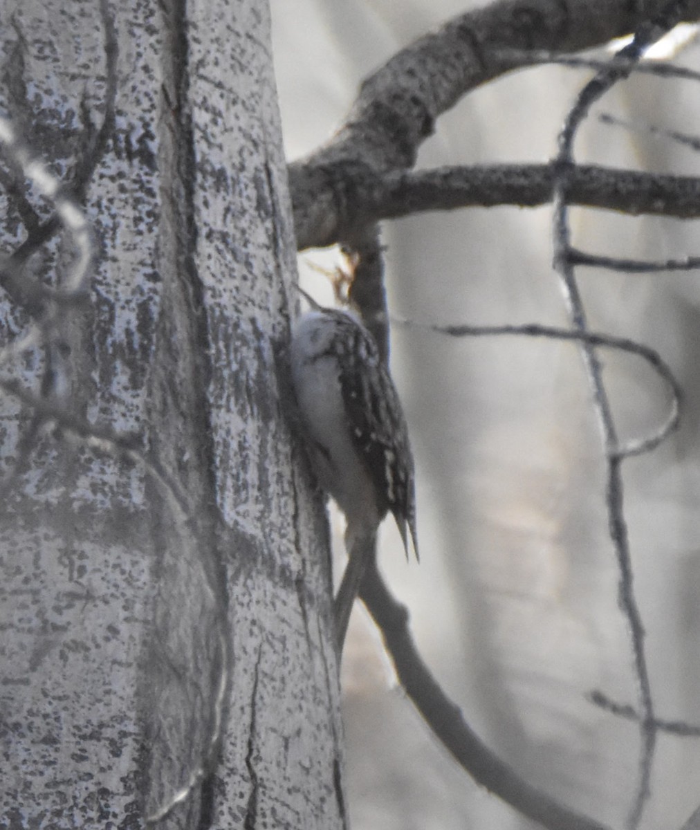 Brown Creeper - ML649257107